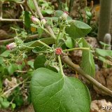 Jatropha cinerea PG (ex Arizona, USA)   ÉPUISÉ - OUT of STOCK - AGOTADO